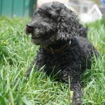 Blacky – Pudel, Männchen, 9 Jahre 7 Monate, 97816 Lohr – Foto 26