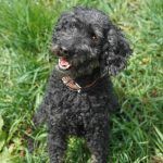 Blacky – Pudel, Männchen, 9 Jahre 7 Monate, 97816 Lohr – Foto 27