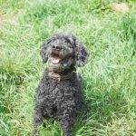 Blacky – Pudel, Männchen, 9 Jahre 7 Monate, 97816 Lohr – Foto 28