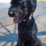 Blacky – Pudel, Männchen, 9 Jahre 7 Monate, 97816 Lohr – Foto 30