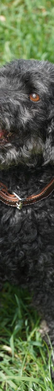 Blacky – Pudel, Männchen, 9 Jahre 7 Monate, 97816 Lohr – Foto 7