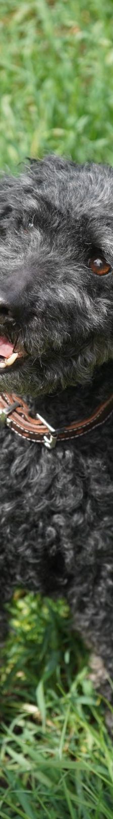 Blacky – Pudel, Männchen, 9 Jahre 7 Monate, 97816 Lohr – Foto 10
