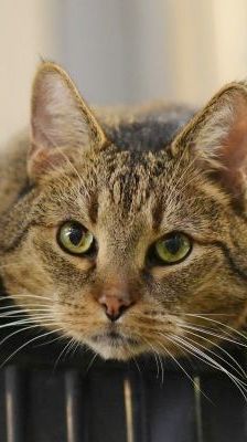 Jamie – Europäisch Kurzhaar, Männchen, 10 Jahre 8 Monate, 13057 Berlin – Foto 1