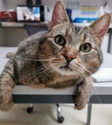 Jamie – Europäisch Kurzhaar, Männchen, 10 Jahre 8 Monate, 13057 Berlin – Foto 4