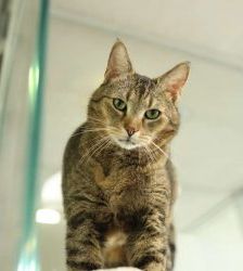 Jamie – Europäisch Kurzhaar, Männchen, 10 Jahre 8 Monate, 13057 Berlin – Foto 6
