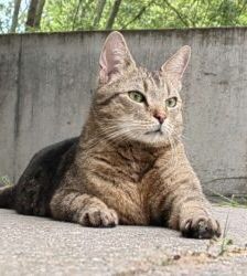 Jamie – Europäisch Kurzhaar, Männchen, 10 Jahre 8 Monate, 13057 Berlin – Foto 7