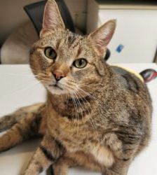 Jamie – Europäisch Kurzhaar, Männchen, 10 Jahre 8 Monate, 13057 Berlin – Foto 8