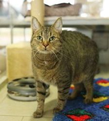 Jamie – Europäisch Kurzhaar, Männchen, 10 Jahre 8 Monate, 13057 Berlin – Foto 9