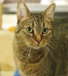 Jamie – Europäisch Kurzhaar, Männchen, 10 Jahre 8 Monate, 13057 Berlin – Foto 10