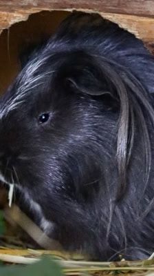 Rosa – Meerschweinchen, Weibchen, 1 Jahr, 39576 Stendal – Foto 9