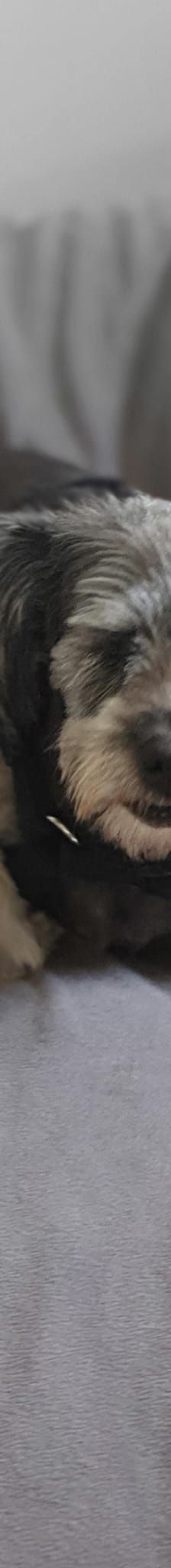 Nana -kleine brave Hündin – Mischling, Weibchen, 4 Jahre, 31157 Sarsteddt – Foto 1
