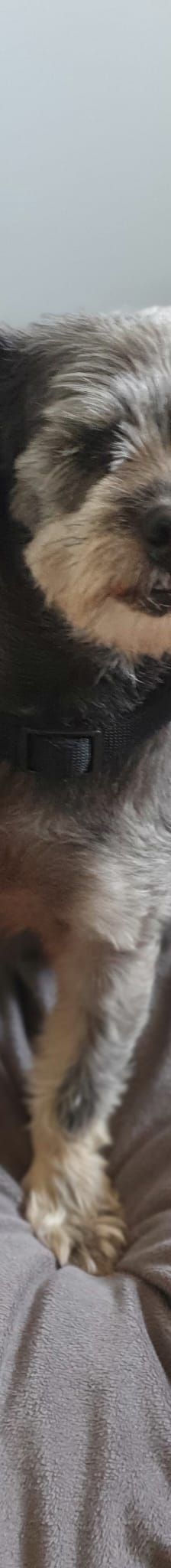 Nana -kleine brave Hündin – Mischling, Weibchen, 4 Jahre, 31157 Sarsteddt – Foto 2