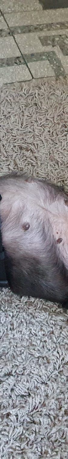 Nana -kleine brave Hündin – Mischling, Weibchen, 4 Jahre, 31157 Sarsteddt – Foto 3