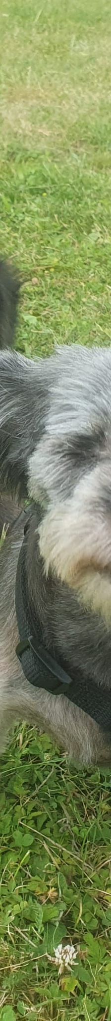 Nana -kleine brave Hündin – Mischling, Weibchen, 4 Jahre, 31157 Sarsteddt – Foto 4
