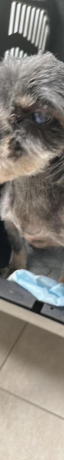 Nana -kleine brave Hündin – Mischling, Weibchen, 4 Jahre, 31157 Sarsteddt – Foto 5