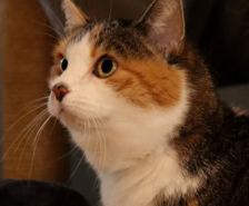 Prinz – Katze, Männchen, 11 Jahre, 39576 Stendal – Foto 3