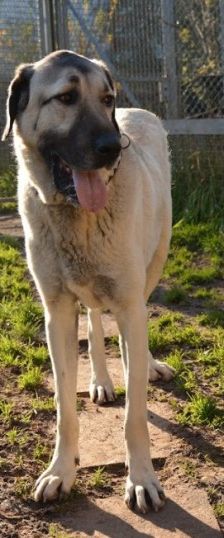 Pasa – Kangal, Männchen, 4 Jahre, 70195 Stuttgart-Botnang – Foto 1