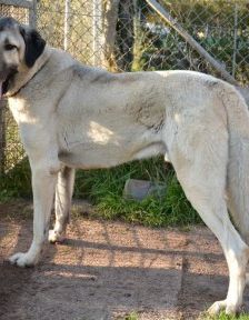 Pasa – Kangal, Männchen, 4 Jahre, 70195 Stuttgart-Botnang – Foto 2