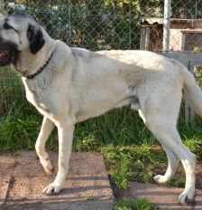 Pasa – Kangal, Männchen, 4 Jahre, 70195 Stuttgart-Botnang – Foto 3