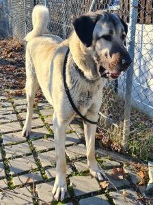 Pasa – Kangal, Männchen, 4 Jahre, 70195 Stuttgart-Botnang – Foto 5