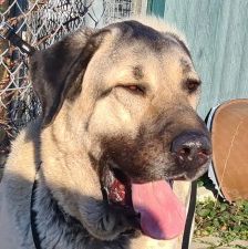 Pasa – Kangal, Männchen, 4 Jahre, 70195 Stuttgart-Botnang – Foto 6
