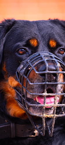 Charles – Rottweiler, Männchen, 5 Jahre, 28357 Bremen – Foto 1