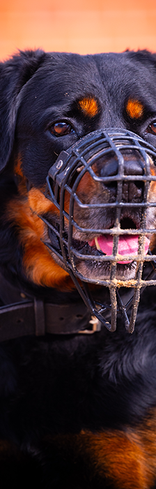 Charles – Rottweiler, Männchen, 5 Jahre, 28357 Bremen – Foto 2