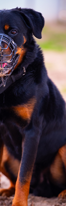 Charles – Rottweiler, Männchen, 5 Jahre, 28357 Bremen – Foto 3