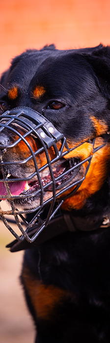 Charles – Rottweiler, Männchen, 5 Jahre, 28357 Bremen – Foto 4