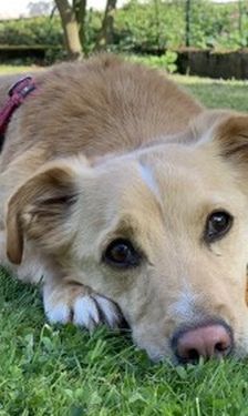 Snoopy – Dackel Terrier Mix, Unbekannt, 10 Jahre, 32758 Detmold – Foto 1