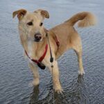 Snoopy – Dackel Terrier Mix, Unbekannt, 10 Jahre, 32758 Detmold – Foto 2