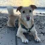 Snoopy – Dackel Terrier Mix, Unbekannt, 10 Jahre, 32758 Detmold – Foto 3