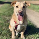 Snoopy – Dackel Terrier Mix, Unbekannt, 10 Jahre, 32758 Detmold – Foto 4
