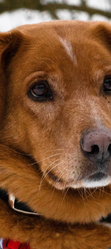 Knut – Mischling, Männchen, 4 Jahre, 28357 Bremen – Foto 1