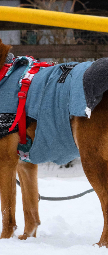 Knut – Mischling, Männchen, 4 Jahre, 28357 Bremen – Foto 2