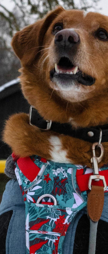 Knut – Mischling, Männchen, 4 Jahre, 28357 Bremen – Foto 4