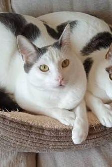 Lucky – Europäisch Kurzhaar, Männchen, 3 Jahre, 65520 Bad Camberg – Foto 1