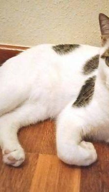 Lucky – Europäisch Kurzhaar, Männchen, 3 Jahre, 65520 Bad Camberg – Foto 11