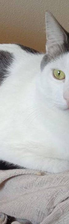 Lucky – Europäisch Kurzhaar, Männchen, 3 Jahre, 65520 Bad Camberg – Foto 14