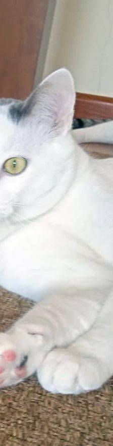 Lucky – Europäisch Kurzhaar, Männchen, 3 Jahre, 65520 Bad Camberg – Foto 17