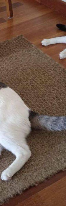 Lucky – Europäisch Kurzhaar, Männchen, 3 Jahre, 65520 Bad Camberg – Foto 18