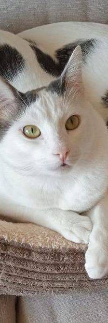 Lucky – Europäisch Kurzhaar, Männchen, 3 Jahre, 65520 Bad Camberg – Foto 19