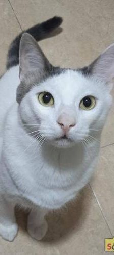 Lucky – Europäisch Kurzhaar, Männchen, 3 Jahre, 65520 Bad Camberg – Foto 3