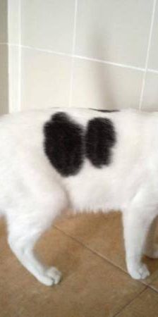 Lucky – Europäisch Kurzhaar, Männchen, 3 Jahre, 65520 Bad Camberg – Foto 23
