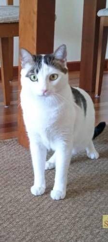 Lucky – Europäisch Kurzhaar, Männchen, 3 Jahre, 65520 Bad Camberg – Foto 27
