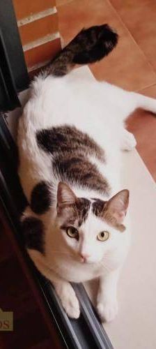 Lucky – Europäisch Kurzhaar, Männchen, 3 Jahre, 65520 Bad Camberg – Foto 29