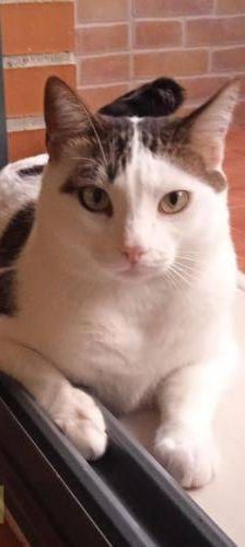 Lucky – Europäisch Kurzhaar, Männchen, 3 Jahre, 65520 Bad Camberg – Foto 30