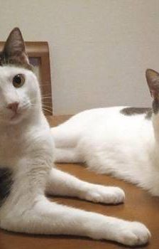 Lucky – Europäisch Kurzhaar, Männchen, 3 Jahre, 65520 Bad Camberg – Foto 6
