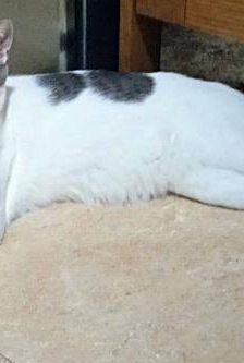 Lucky – Europäisch Kurzhaar, Männchen, 3 Jahre, 65520 Bad Camberg – Foto 7