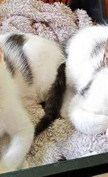 Lucky – Europäisch Kurzhaar, Männchen, 3 Jahre, 65520 Bad Camberg – Foto 10